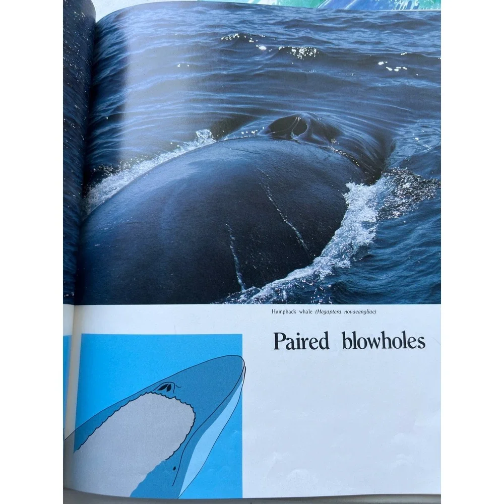 Step into reading, QEB dive into
